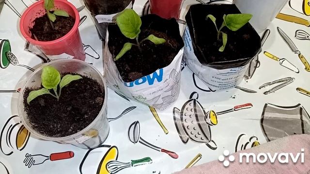 Строительные Повестки