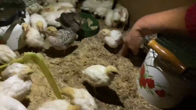 Не допустить трагической ошибки//Содержание перепелов при отключении электроэнергии смотреть онлайн