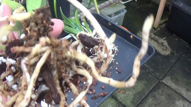 Four Cattleya repot смотреть онлайн