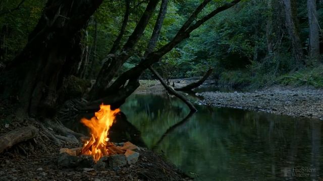 У каллы желтеют листья, что делать? смотреть онлайн