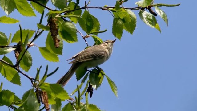 Пеночка-теньковка (Phylloscopus collybita) смотреть онлайн