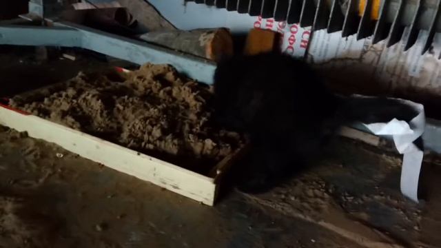 Котёнок пердит и дрищет... смотреть онлайн