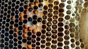 Как рождаются пчелы!