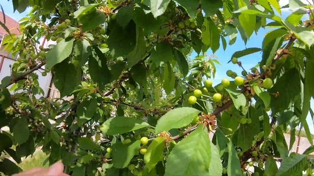 Черешня уже большая висит?#Краснодарский край