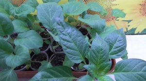 ЯНТАРНАЯ КИСЛОТА - ОПРЫСКИВАНИЕ РАССАДЫ В НЕБЛАГОПРИЯТНЫХ УСЛОВИЯХ. Ольга Чернова.