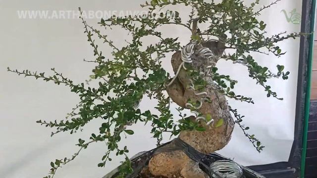 Wiring Bahan Bonsai Hokiantea/Fukiantea ( CARMONA MICROPHYLLA ) - ARTHA BONSAI VIO смотреть онлайн