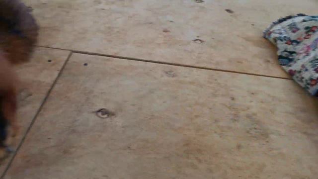 Лис Альф радует нас смотреть онлайн