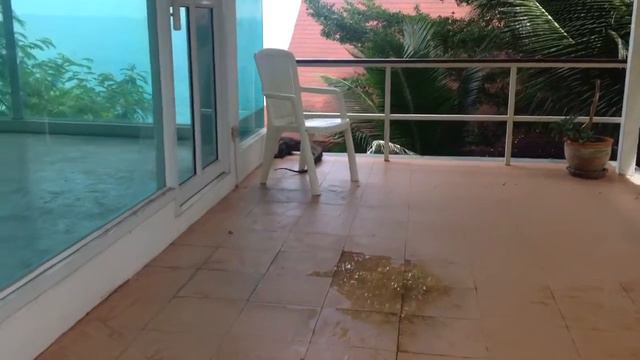 Варан на Самуи смотреть онлайн