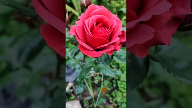 Terracotta rose, Meilland, 1994 selection. Роза Терракота. смотреть онлайн