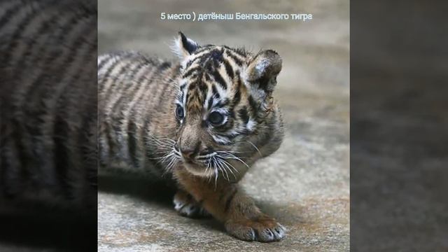 Топ 9 самых красивых животных в мире смотреть онлайн