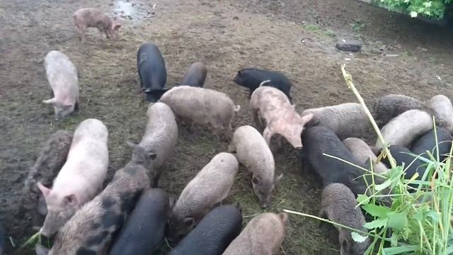 Свиньи на траве и зерноотходе на мясо без химии Украина Харьков 0675736455 смотреть онлайн