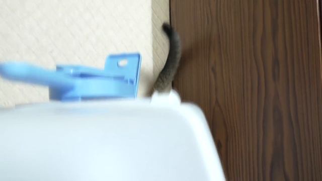 Что нужно котёнку? Готовимся к покупке котёнка!!! смотреть онлайн