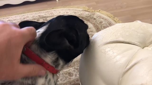 Мира просит шубу смотреть онлайн