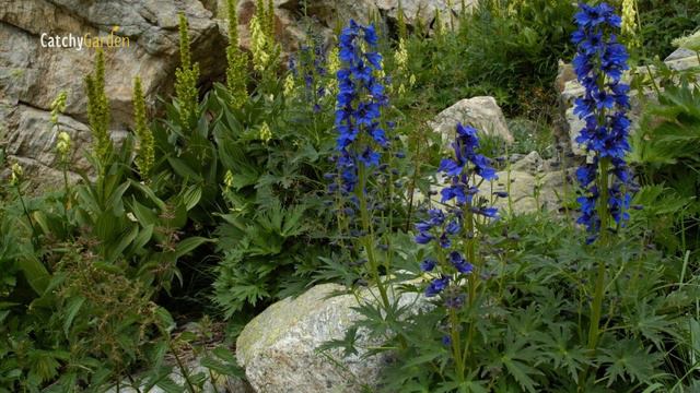 Top 7 Flowers To Plant For A Winter Garden Paradise🌹❄️🌸 // Gardening Ideas