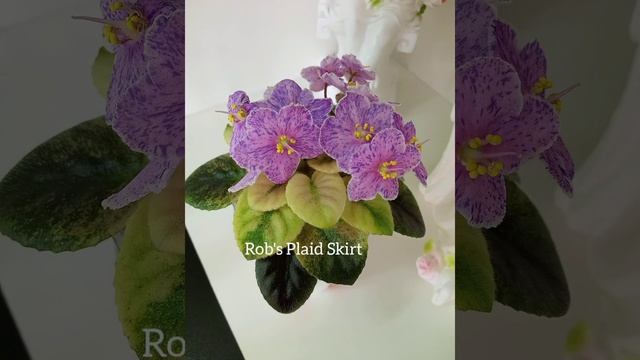 African Violet. Фиалки с фото и названием сорта. смотреть онлайн