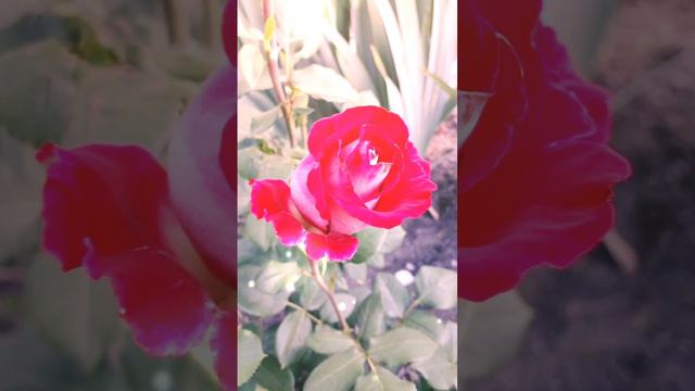 Цветы моего сада(flowers in my garden)#relaxingvideo #relaxing #beautiful #flowers #roses #world смотреть онлайн