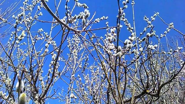 Верба распустилась