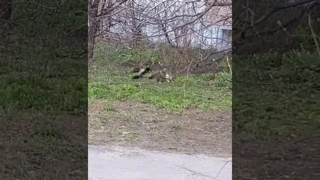 Ворона нападает на кошку) смотреть онлайн