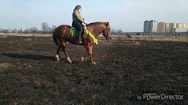 Обучение молодого жеребца смотреть онлайн
