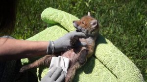 Как ухаживать за маленькой  лисой  . Лиса - Масяня  / A Fox .