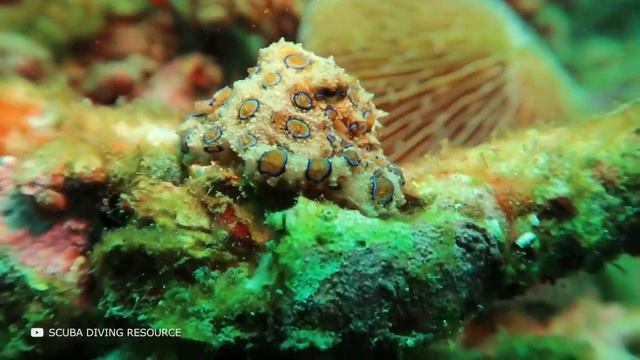 Если Вы Увидите Это в Море, Немедленно Зовите на Помощь! смотреть онлайн