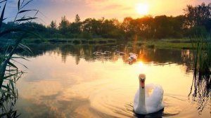 А у нас на озере лилии цветут. А мою любимую, Лилией зовут.