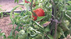 Томат Груша гигантская: отзыв о выращивании в Сибири в открытом грунте