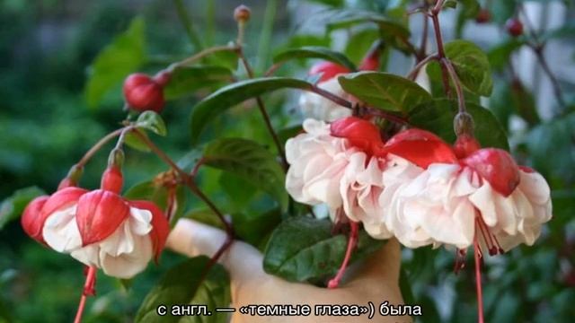 Фуксия цветок комнатный — разновидности растения смотреть онлайн