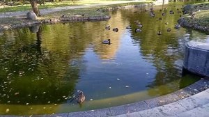 Брачный танец уток