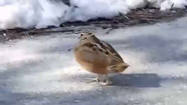 Танцы птички - ярко и прикольно смотреть онлайн