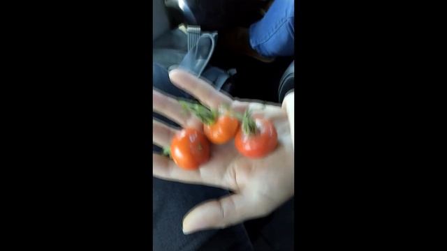 4 Путешествие вдоль реки Святого Лаврентия (Квебек-Канада) смотреть онлайн