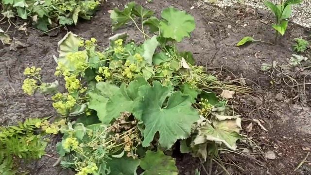 Терасса, цветники около дома. смотреть онлайн