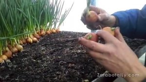 Лук сорт Центурион,а Наш ли он?