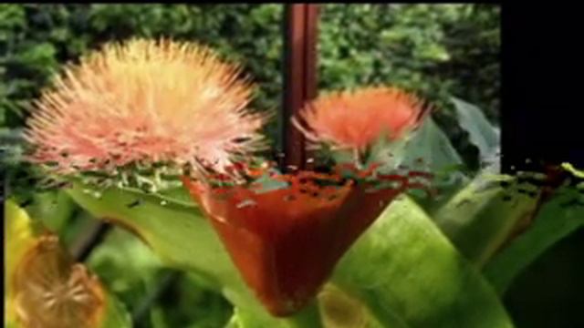 S C A D O X U S MULTIFLORUS смотреть онлайн