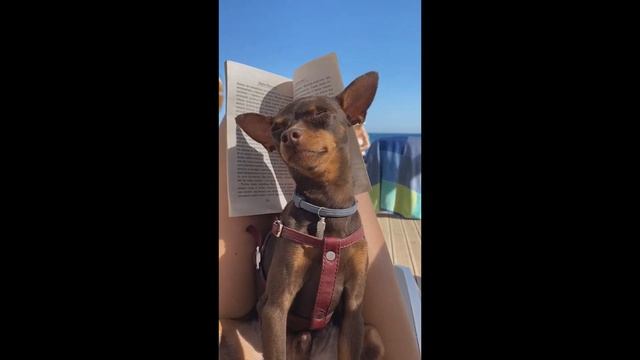 Пражский крысарик. Большой ум в маленьком теле. смотреть онлайн