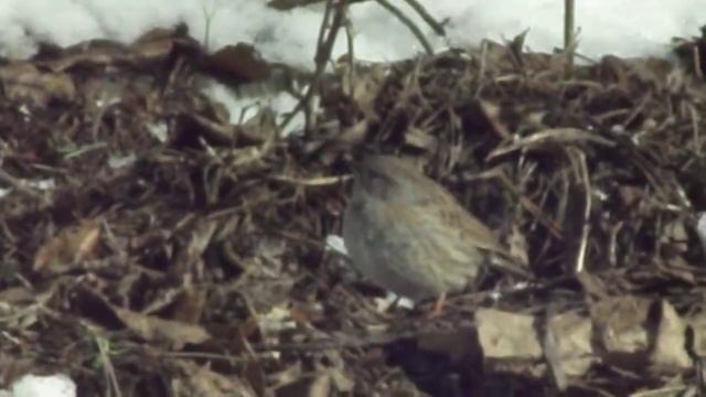 Завирушка лесная смотреть онлайн