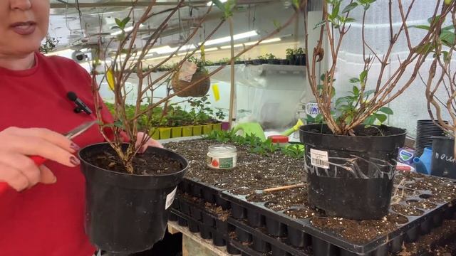 Способ черенкования гортензии на 100%. Корни это не корни у деревянных черенков. 11.03 смотреть онлайн