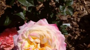 РОЗА с ОГРОМНЕЙШИМ ЦВЕТКОМ - КОРДЕС ЮБИЛЕЙ???