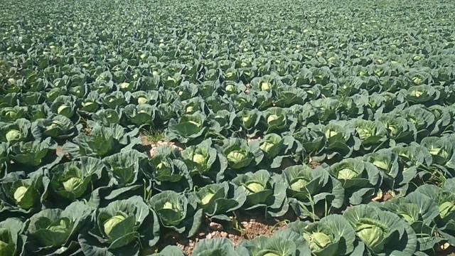 Узбекистан. Капуста. Март 2019. Предварительный осмотр поля смотреть онлайн