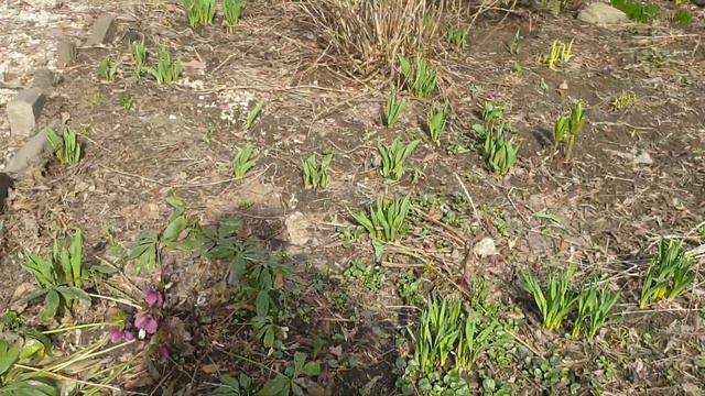 первоцветы в Московском дворе смотреть онлайн