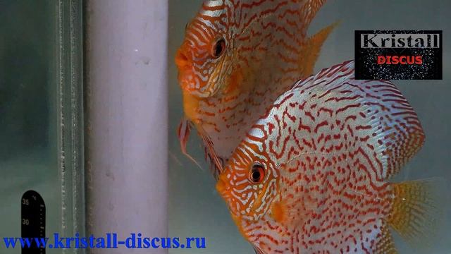 #ДИСКУСЫ# DISCUS#ПРОДАЖА ДИСКУСОВ#