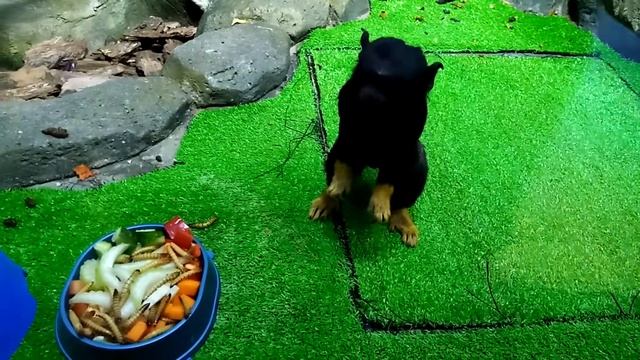 ОБЕД ЗАБАВНЫХ ОБЕЗЬЯНОК.КРАСНОРУКИЕ ТАМАРИНЫ #забавныеживотные#обезьяны смотреть онлайн