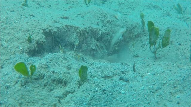 Бычки-компаньоны и раки в Красном и Средиземном морях смотреть онлайн
