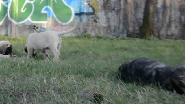 English mastiff puppies for sale ,  2 months