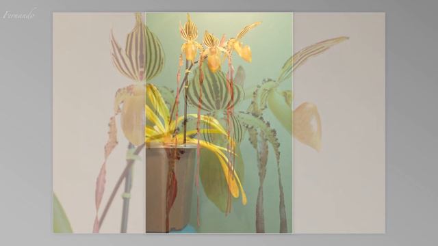 Paphiopedilum Michael Koopowitz смотреть онлайн