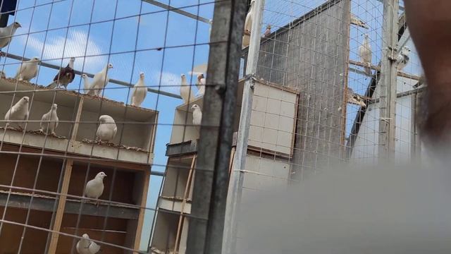 Что обозначает на хвосте разрезанное перо ?! смотреть онлайн