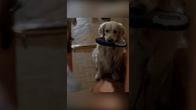 Хозяйка ВЫГНАЛА из квартиры жильца за собаку #shorts #кино #подпишись #сериалы смотреть онлайн