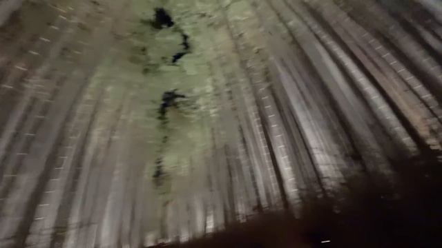 Бамбуковый лес ❤️❤️❤️ смотреть онлайн