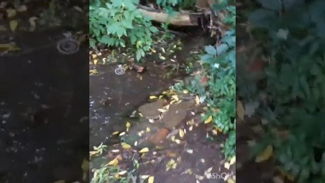 #дача #цветочныймикс Маленькие радости дачной жизни. смотреть онлайн