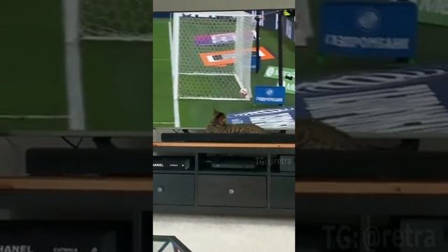Напугал котяру!))) смотреть онлайн